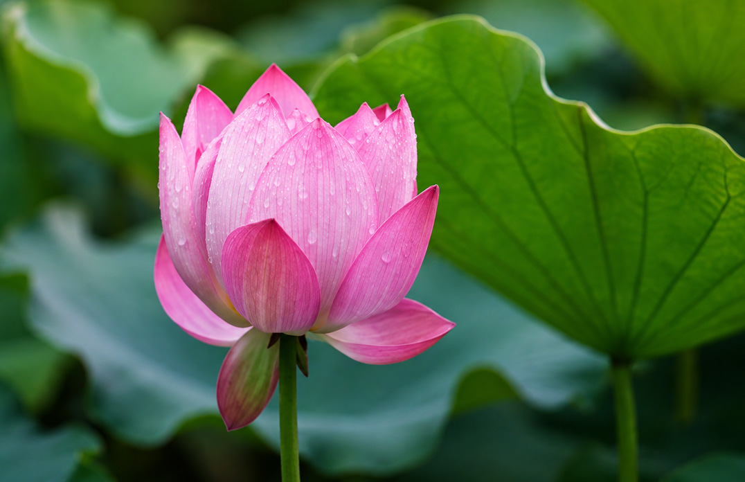 Lotus